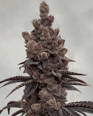 Solfire Gardens Bahama Bussdown feminized seeds