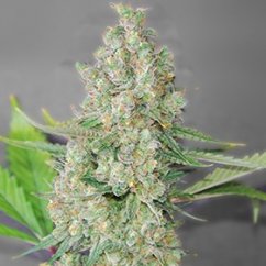 Super Skunk - feminisierte Marihuana-Samen, 5Stck G13 Labs