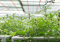 Indoor Cannabis Cultivation: What Are the Most Suitable Conditions?