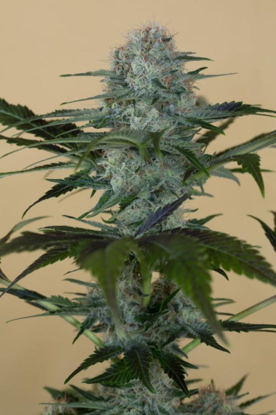 Black D.O.G. - feminizovaná semínka 3ks Humboldt