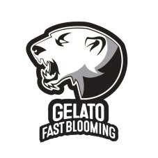 BlimBurn Seeds Gelato Fast Blooming feminizovaná semena
