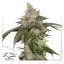 Kerosene Krash - feminized seeds 10 pcs Dutch Passion