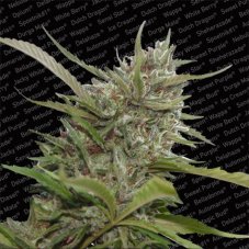 Auto White Berry - feminizirano i autocvjetno sjeme 5 kom Paradise Seeds