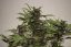 Dark Devil Auto - fem. a autoflowering semienka 10ks Sweet Seeds