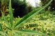 Perception of cannabis as a stigmatized drug