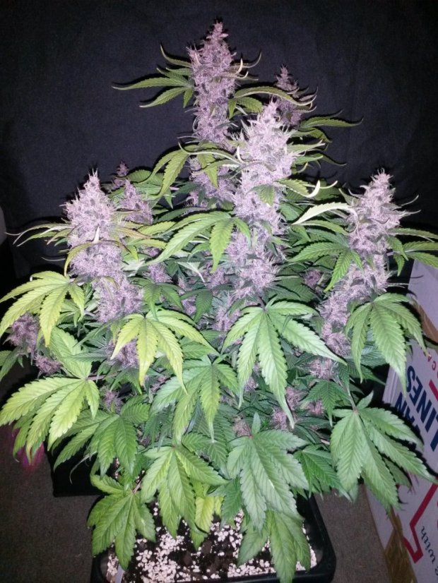 Purple Kush - feminizovaná a samonakvétací semínka 10 ks Buddha Seeds