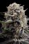 B-45 by BOOBA - feminizované semena 10ks, Silent Seeds