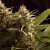 Colombian Jack - feminizovaná semínka 5 ks Kannabia Seeds