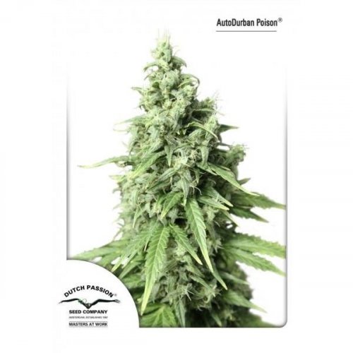 AutoDurban Poison®- autoflowering semienka 7ks Dutch Passion