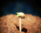 How to Germinate and Sow Seeds