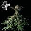 Black Sugar - feminizovaná semena marihuany 5ks, Seedsman