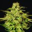 Jacky White - feminisierte Samen 5 Stück Paradise Seeds