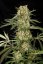 Critical + 2.0 - feminizowane nasiona 5 sztuk Dinafem