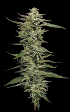 Humboldt Seed Company Donutz Triploid feminisierte Samen