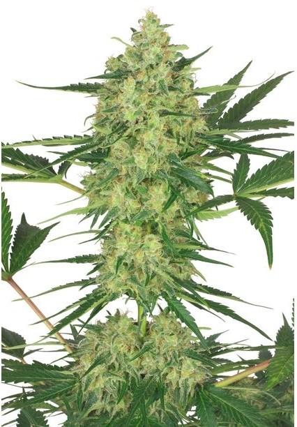 Night Queen  – feminizované semienka 10 ks Dutch Passion