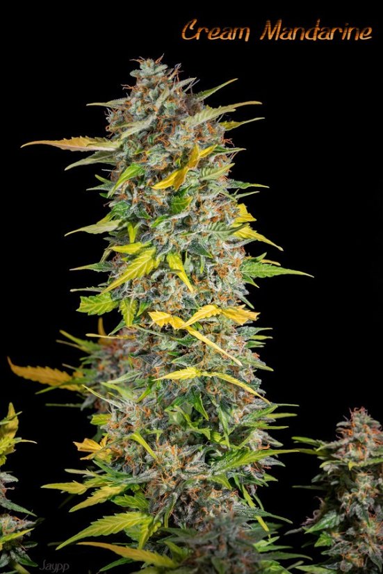 Cream Mandarine Fast Version - feminizovaná semena 5 ks Sweet Seeds