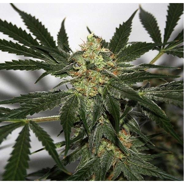 Standardowe nasiona Afghan Haze 18 szt Miło