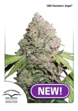 CBD Charlotte 's Angel® - feminizované semienka 5 ks Dutch Passion