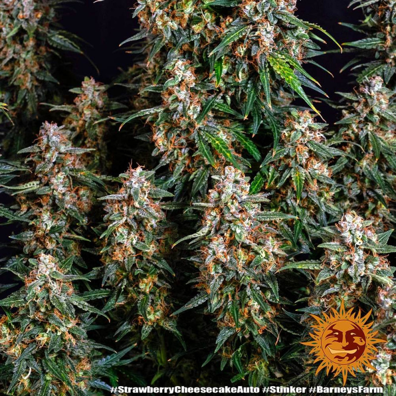 Strawberry Cheesecake Auto - Autoflowering Marihuana Samen 3 Stück Barney's Farm
