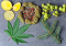 Terpinolene: A Cannabis Terpene with Numerous Therapeutic Effects