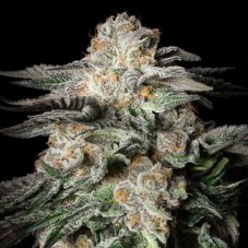 Silent Seeds Mint Candy feminisierte Samen
