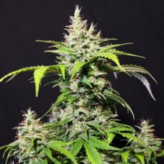 DC Cure 1:1 - autoflowering Samen 10 Stück, Doctor's Choice