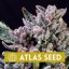 Gelato 41 - feminisierte Marihuana Samen, 5Stck Atlas Seed