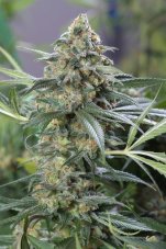 OG Kush CBD - feminizovaná semínka 3 ks Dinafem