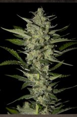 Flowerbomb Kush - 3ks feminizovaná semínka Strain Hunters