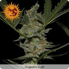 Acapulco Gold – feminizované semienka 3 ks Barney Farms