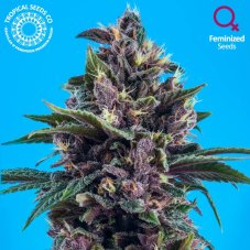 Tropical Seeds Red Afro feminizované semená konope