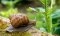 Cannabis Pests: How to Get Rid of Slugs and Snails?