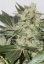 CBD Skunk Haze®- feminizované semínka 5 ks Dutch Passion