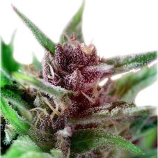 Shaman - Feminized Seeds 10 pcs Dutch Passion