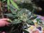 Jack Flash N.5 10 ks feminizované semená Sensi Seeds