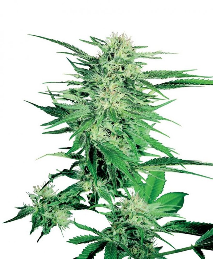 Big Bud - semínka 10 ks standardizované Sensi Seeds