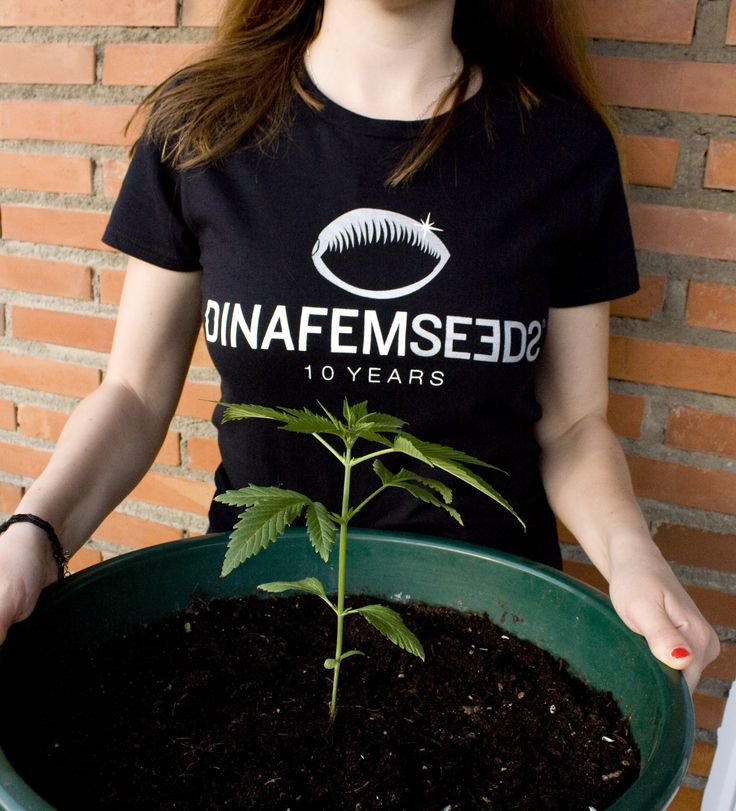 Bubba Kush Auto - fem. a autoflowering semienka 3ks Dinafem