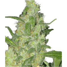 Super Strains Turing Auto feminizované semeno
