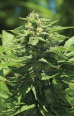 Trainwreck Auto - autoflowering semienka marihuany 3 ks, Humboldt Seed Company