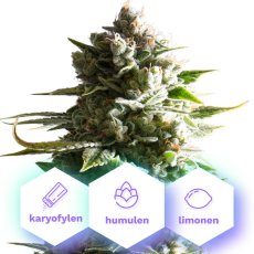Auto Gelato Cookies - nasiona kwitnące automatycznie 5 szt Cannapio