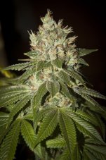 T.H. Seeds MK-Ultra Kush feminisierte Samen