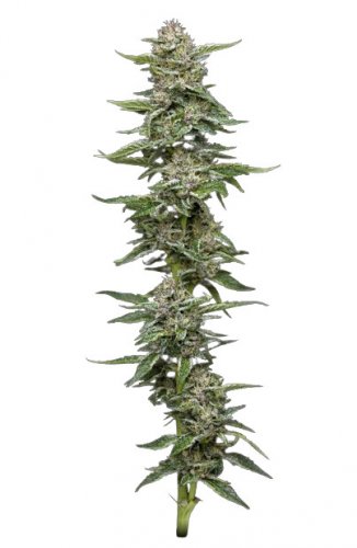 Garlic Budder - feminizované semená marihuany 5 ks, Humboldt Seed Company