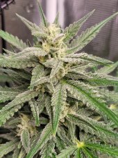 Vanilla Latte Auto - autoflowering marijuana seeds 3 pcs, Humboldt Seed Company