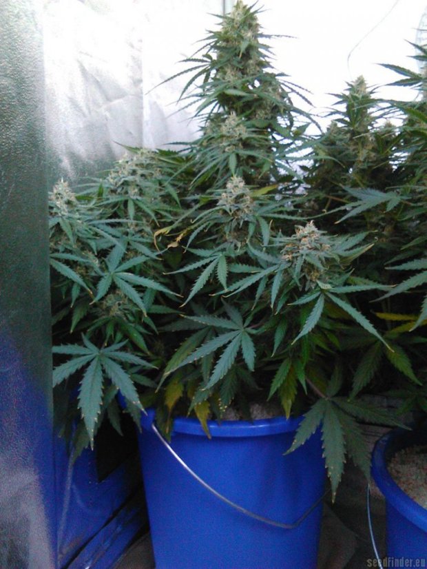 Vertigo - feminizované a autoflowering semienka 10ks Paradise Seeds