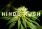 Hindu Kush Hash – High-Resin Cannabis Strain