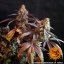 Peyote Critical - feminizowane nasiona marihuany 10 szt Barney's Farm