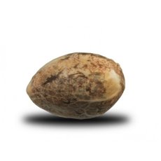 Power Flower - feminizované semienka 5 ks Royal Queen Seeds