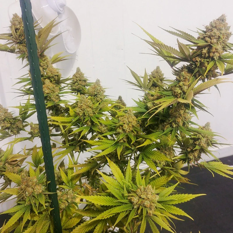 Lemon Z - feminizované semená, 3 ks, Dutch Passion