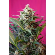 Big Devil XL Auto - feminizované a autoflowering semienka 5ks Sweet Seeds