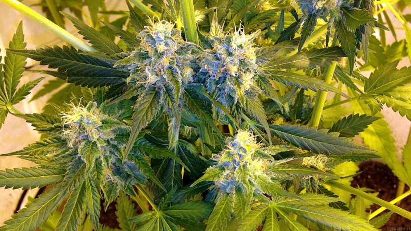 Purple Trainwreck - feminizovaná semína 3ks Humboldt